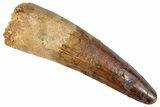Fossil Spinosaurus Tooth - Huge Dinosaur Tooth #255485-1